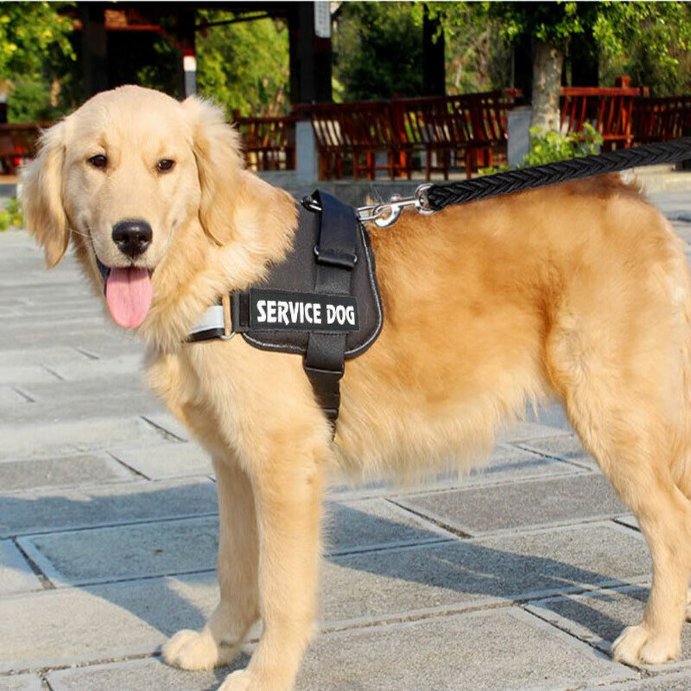 PoochPulse Personalized Harness™